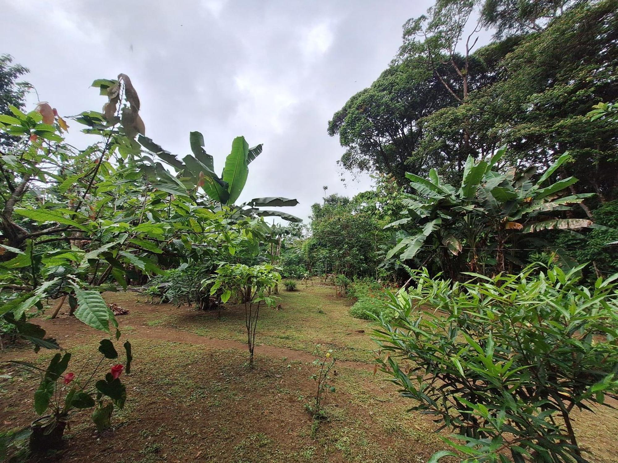Cabinas Corcovado Green Parrot, Los Planes Drake Drake Bay Ngoại thất bức ảnh